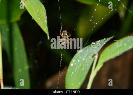 Orb in marmo spider crea un web e attende in medio fino a battenti la preda è intrappolata nel thread sticky. Zanne presso il pronto Foto Stock