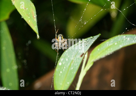 Orb in marmo spider crea un web e attende in medio fino a battenti la preda è intrappolata nel thread sticky. Zanne presso il pronto Foto Stock