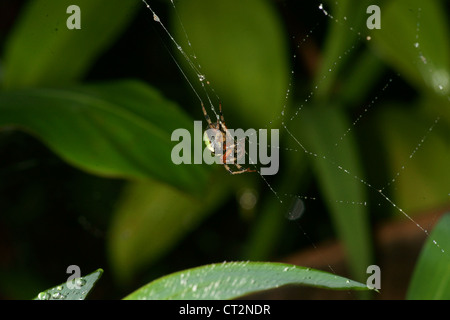 Orb in marmo spider crea un web e attende in medio fino a battenti la preda è intrappolata nel thread sticky. Zanne presso il pronto Foto Stock