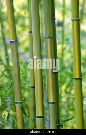 Green Live Alberi di bambù Foto Stock