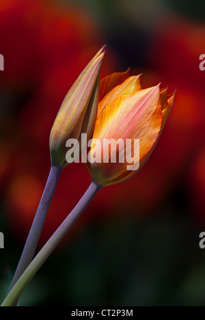 Due tulipani gialli su sfondo rosso Foto Stock