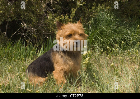 Norwich Terrier seduta Foto Stock