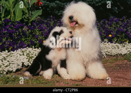 Old English Sheepdog e cucciolo di seduta Foto Stock