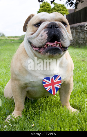 Bulldog inglese con una unione jack cuore Foto Stock