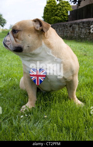 Bulldog inglese con una unione jack cuore Foto Stock