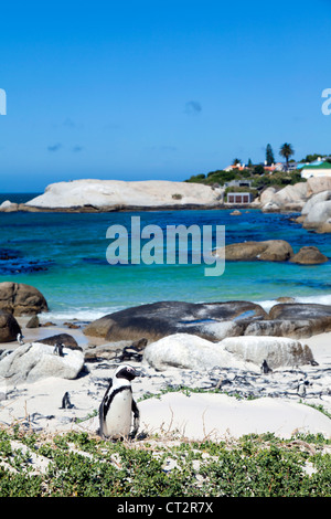 Pinguino africano a Boulders Beach, Western Cape, Sud Africa Foto Stock