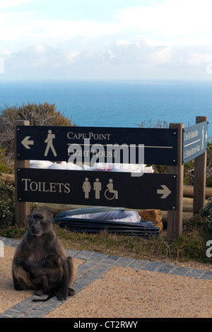 Babbuino femmina con i giovani di fronte a Cape Point Lighthouse segno, Table Mountain National Park, Sud Africa Foto Stock