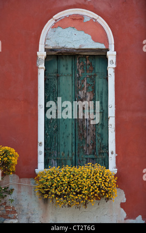 Una finestra con fiori gialli davanti a persiane dipinte di verde posta nella parete rossa di una casa a Venezia, Italia Foto Stock