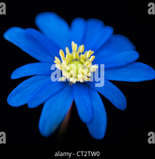 Anemone, singolo fiore blu su sfondo nero. Foto Stock