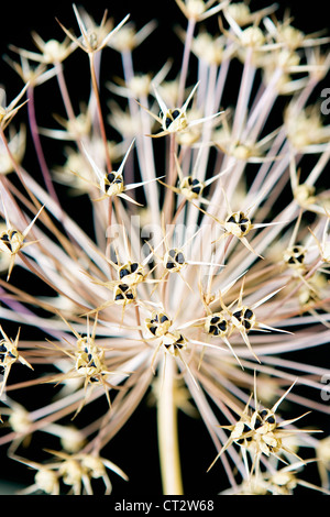 Allium cristophii, Allium Foto Stock