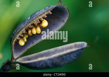 Baptisia australis, blu indaco falso Foto Stock