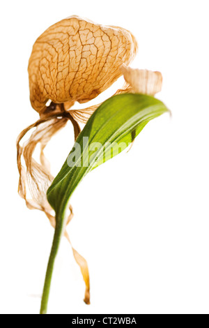 Cypripedium calceolus, orchidea, Pianella della Madonna orchid Foto Stock