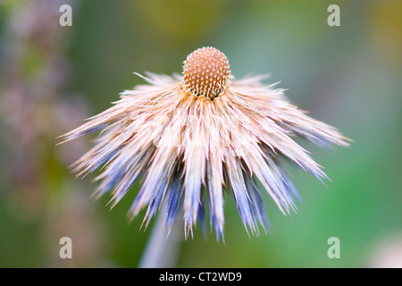 Echinops orientalis, Globe thistle. Fiore blu passando per seme. Foto Stock