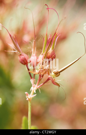 Geranium psilostemon, geranio, Armenium cranesbill Foto Stock