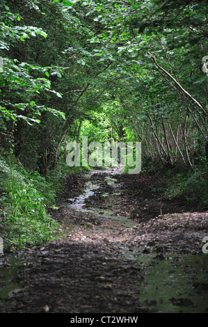 Prati Kingcombe DWT riserva. Dorset, Regno Unito Foto Stock