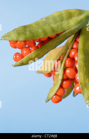 Iris foetidissima, Iris, maleodoranti iris Foto Stock