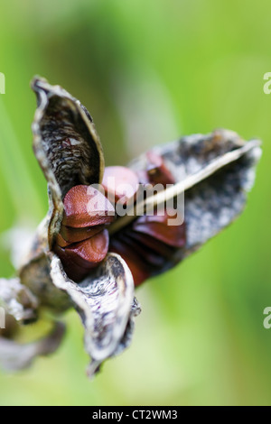 Iris, Iris sanguinea, semi aperta pod con semi. Foto Stock