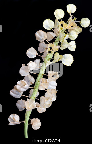 Muscari, giacinto di uva Foto Stock