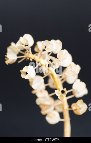 Muscari, giacinto di uva Foto Stock