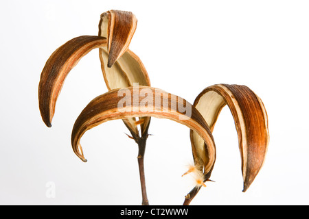 Nerium oleander, Gli Oleandri Foto Stock