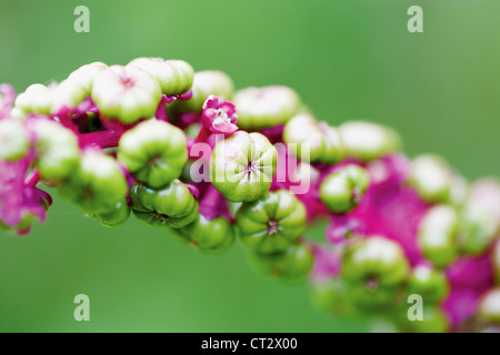 Phytolacca americana, Poke Root, Poke weed Foto Stock