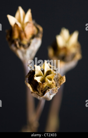 Platycodon grandiflorus, fiore a palloncino Foto Stock