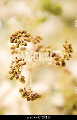 Smyrnium perfoliatum, Perfoliate Alexanders ombrella, fiore a forma di testa di tornitura seme. Foto Stock