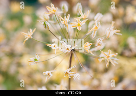 Triteleia ixoides 'starlight', Triteleia Foto Stock