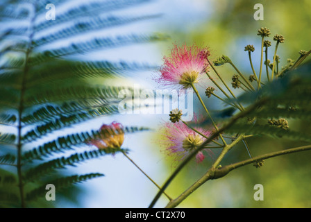 Calliandra, polvere-puff tree Foto Stock