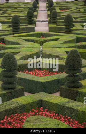 Buxus sempervirens, Box, comune Foto Stock