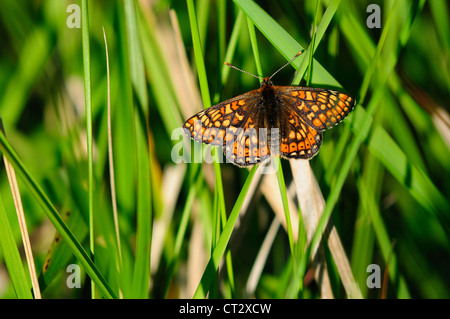 Marsh fritillary euphydryas aurinia butterfly Foto Stock