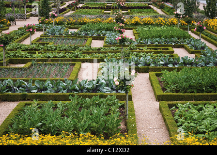 Buxus sempervirens, Box, comune Foto Stock