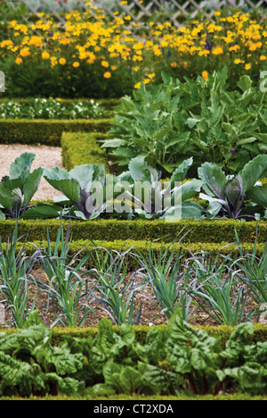 Buxus sempervirens, Box, comune Foto Stock