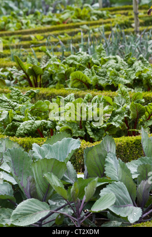 Buxus sempervirens, Box, comune Foto Stock