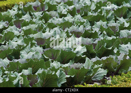 Buxus sempervirens, Box, comune Foto Stock