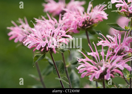 Monarda didyma, bergamotto, Monarda Foto Stock