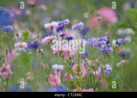 Centaurea cyanus, fiordaliso, rosa Foto Stock