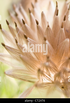 Cirsium arvense, cardo, Creeping thistle Foto Stock