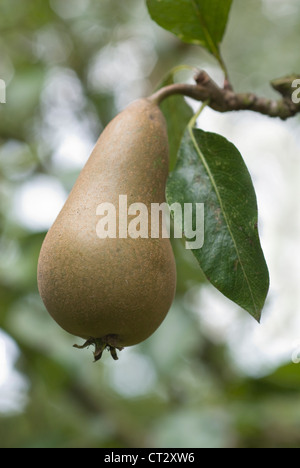 Pyrus communis " Conferenza', pera Foto Stock