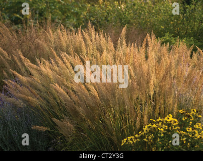 Calamagrostis brachytricha, coreano piuma erba reed con pannocchie di fioritura su lunghi steli. Foto Stock