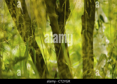 Milium effusum 'Aureum" Bowles erba dorata Foto Stock