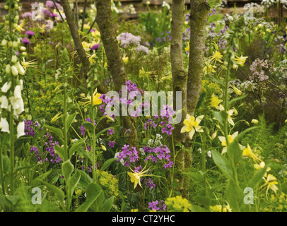 Hesperis matronalis, dolce a razzo, Dame's Rocket fiori viola in crescita con aquilegia giallo e bianco foxgloves ad RHS Chelsea Foto Stock