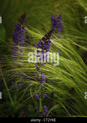 Salvia Foto Stock