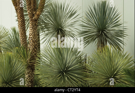 Yucca rostrata, Yucca Foto Stock