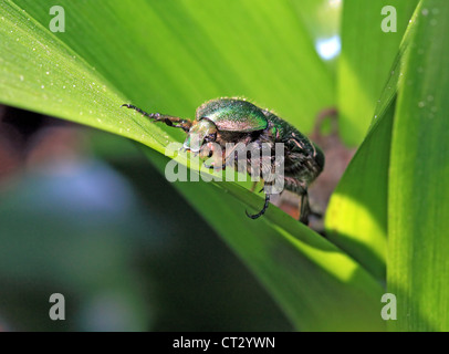 Cockchafer sul foglio verde Foto Stock