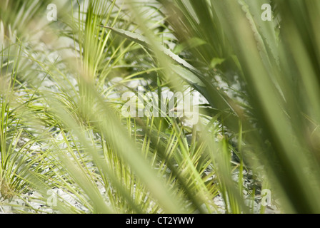 Agave Foto Stock