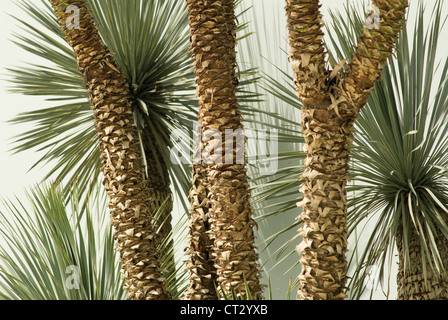 Yucca rostrata, Yucca Foto Stock