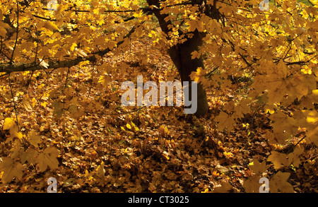 Acer campestre, acero campestre Foto Stock