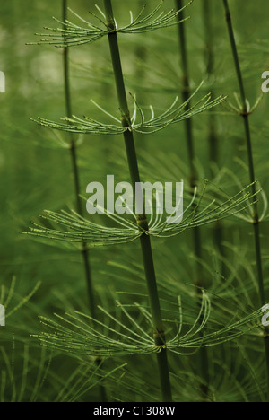 Campo equiseto, Equisetum arvense, vortici di verde germogli laterali in corrispondenza del tratto di articolazioni. Foto Stock