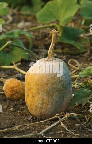 Cucurbita pepo, Squash Foto Stock